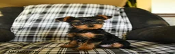 Yorkshire Terrier dogs for sale: Timmy - Ad 1