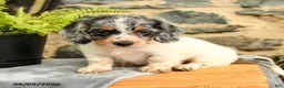 Miniature Dachshund dogs for sale: Trix  - Ad 3
