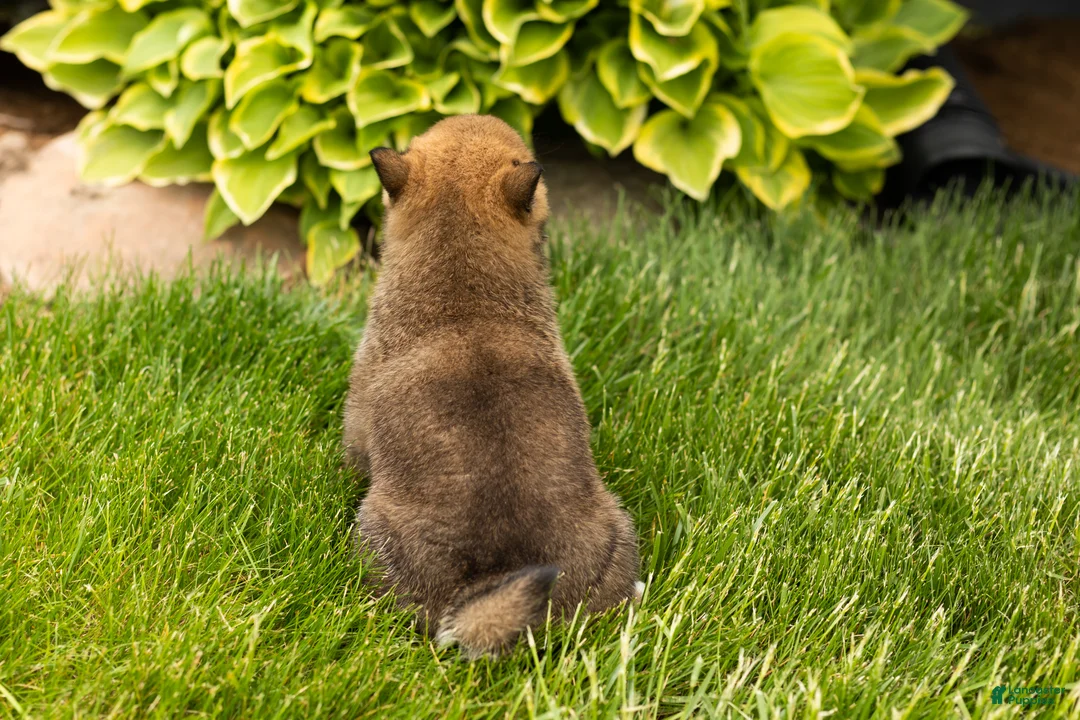 Shiba Inu dogs for sale: Jody  - Ad 6