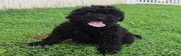Mini Goldendoodle dogs for sale: Flossie - Ad 3