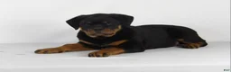 Rottweiler dogs for sale: Rottweiler Puppy 5 - Ad 4