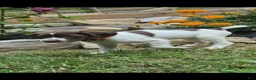 German Shorthaired Pointer dogs for sale: Fern - Ad 3