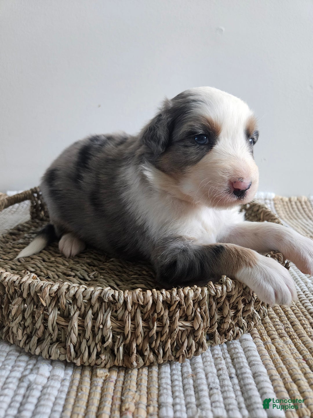Australian Shepherd dogs for sale: Cassidy blue eyes - Ad 6