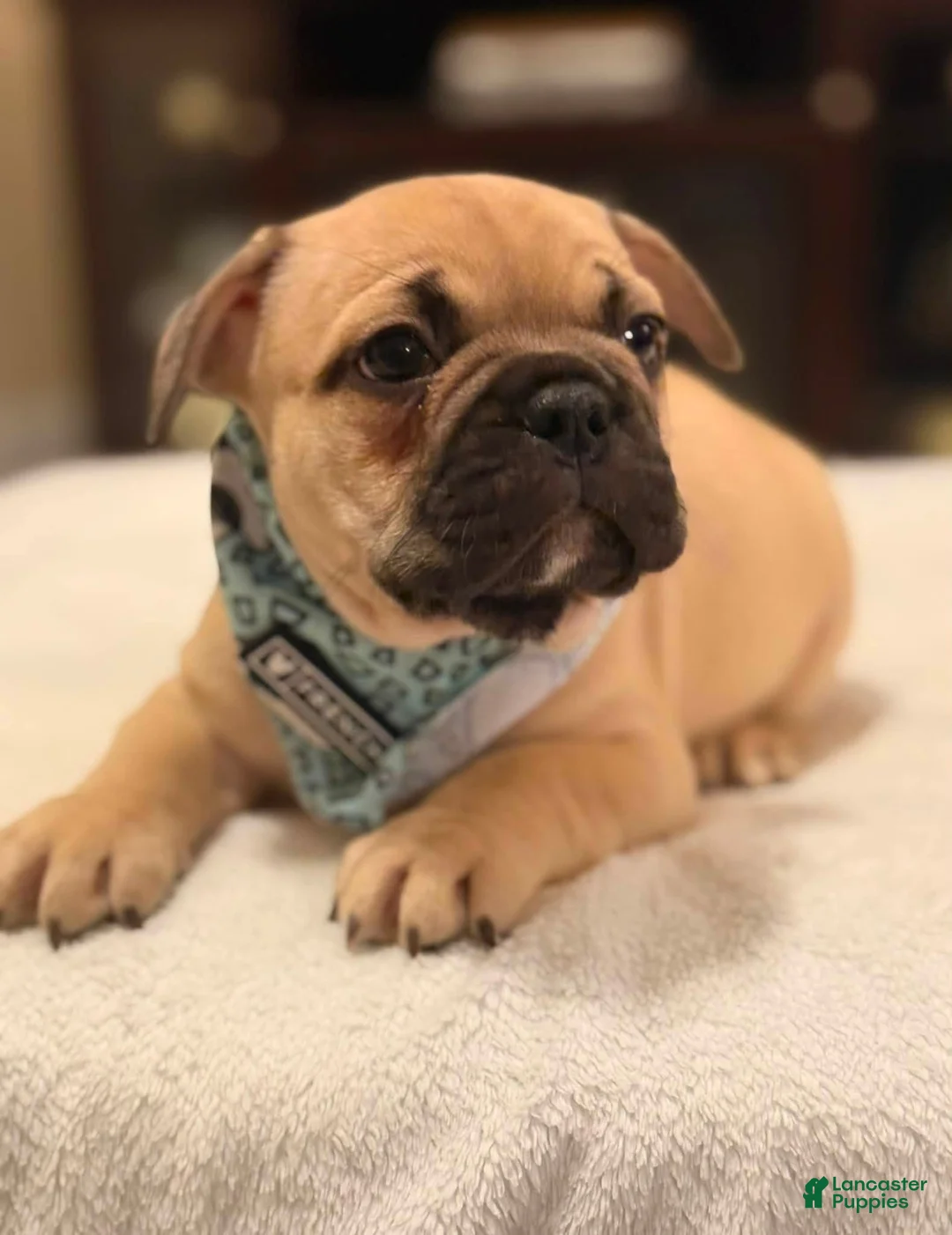 French Bulldog dogs for sale: 1 - Fawn Black Mask Male - Ad 2