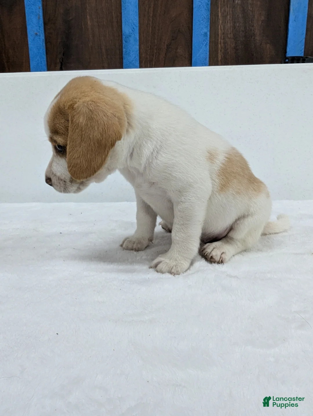 Beagle dogs for sale: Rumbles - Ad 7