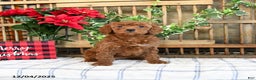 Mini Goldendoodle dogs for sale: Wade - Ad 2
