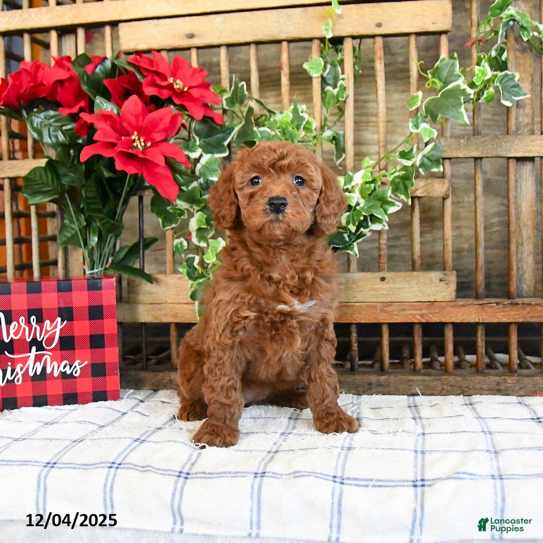 Mini Goldendoodle dogs for sale: Wade - Ad 2