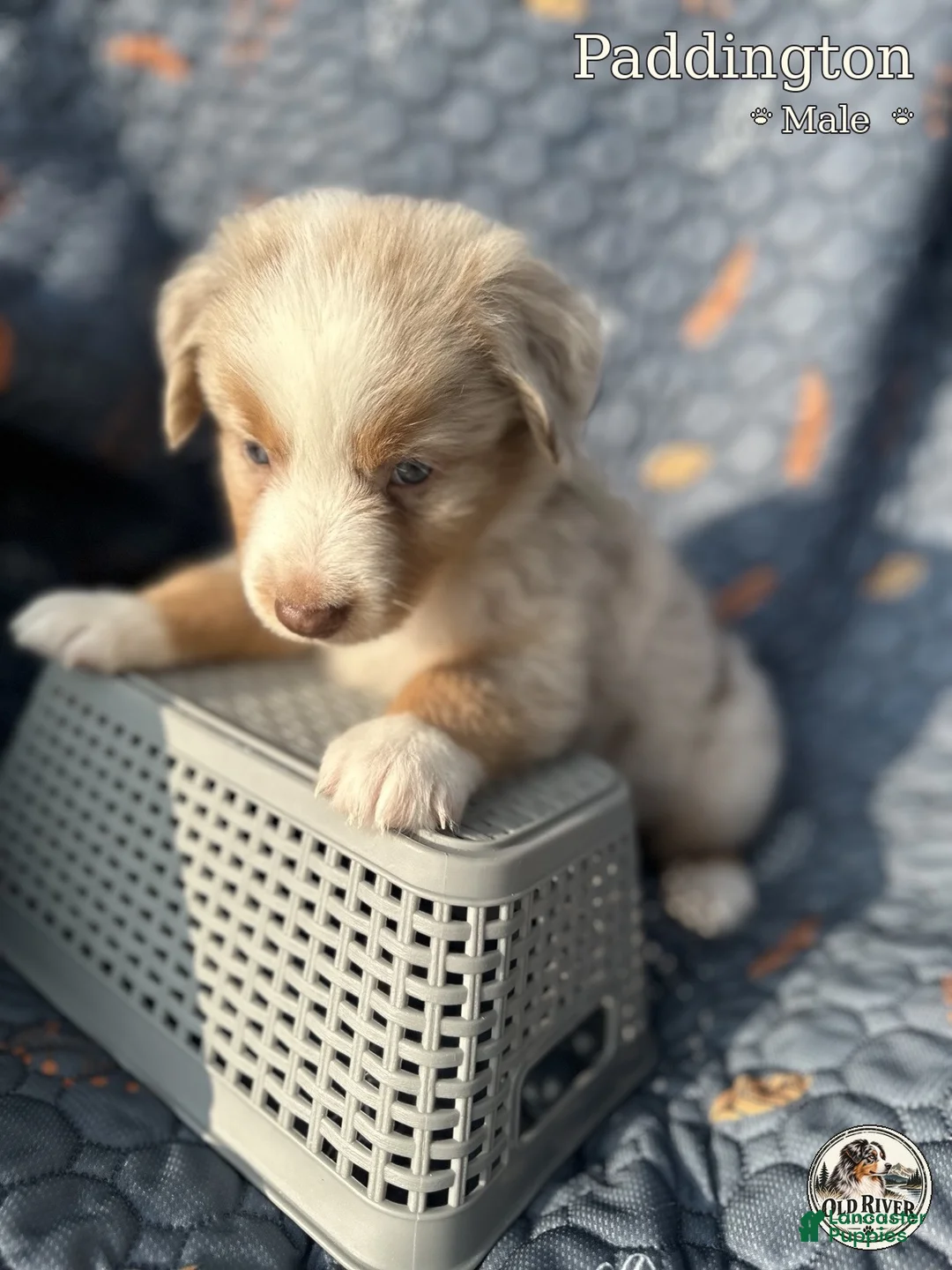 Australian Shepherd dogs for sale: Paddington - Ad 2