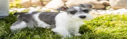 Miniature Schnauzer dogs for sale: Sophia  - Ad 4