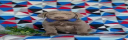 Labrador Retriever dogs for sale: Watkins - Ad 4