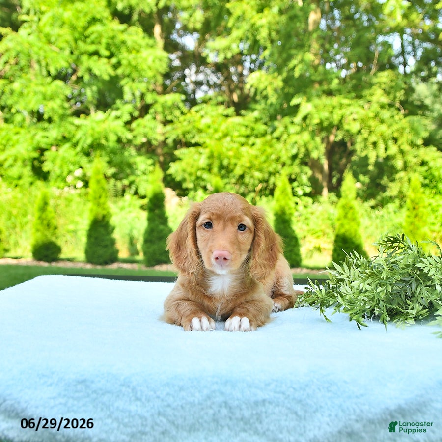 Miniature Dachshund dogs Percy - Ad 1