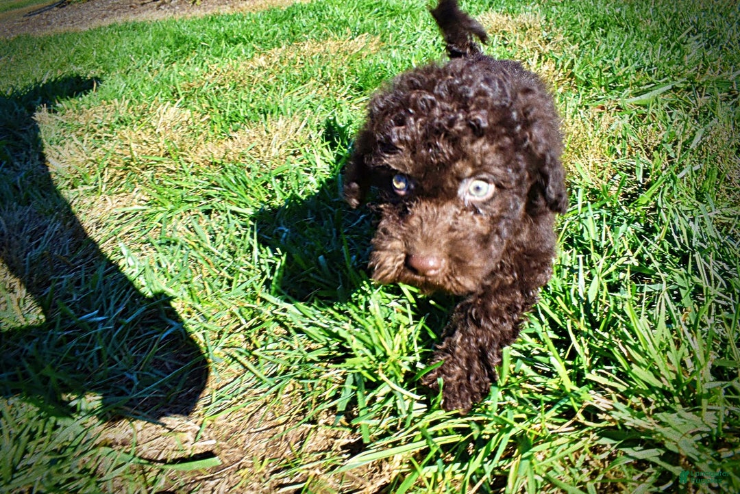 Havapoo dogs for sale: Izzy - Ad 11