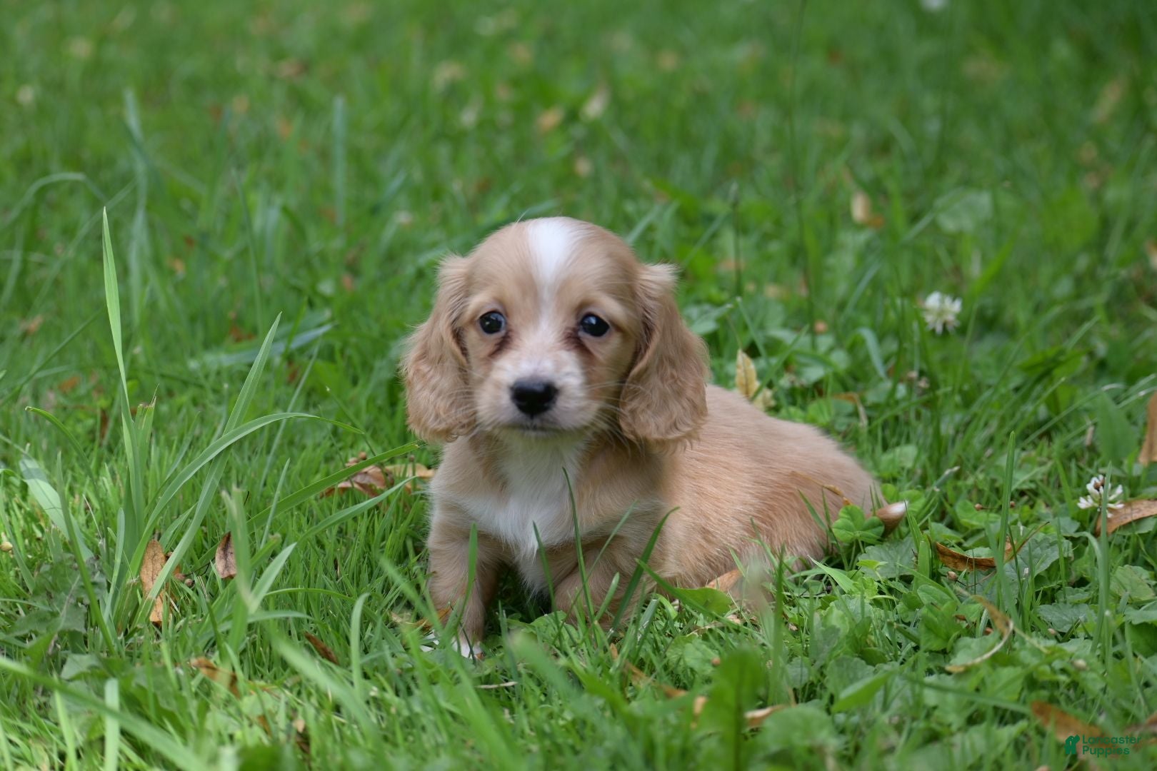 Miniature Dachshund dogs Byron - Ad 1