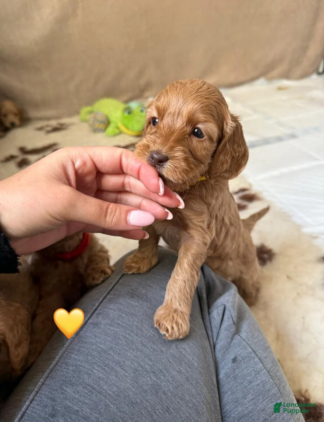 Cavapoo dogs for sale: Britney  - Ad 12