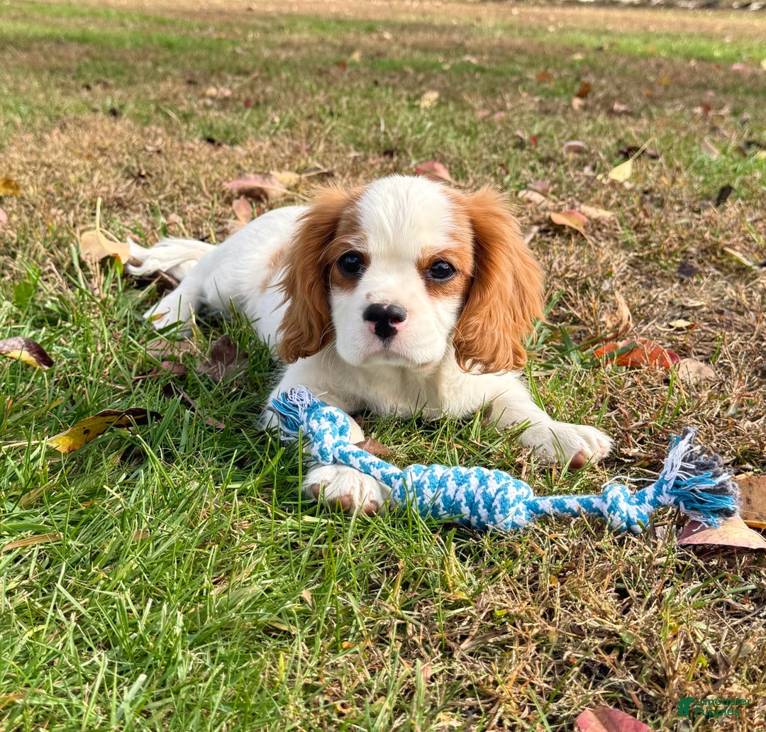 Cavalier King Charles Spaniel dogs for sale: Cavalier King Charles Spaniel Puppy 2 (Rocky) - Ad 9