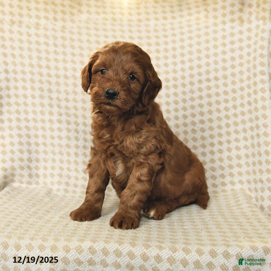 Mini Goldendoodle dogs Lucas - Ad 9