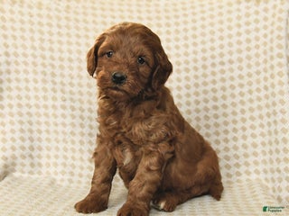 Mini Goldendoodle dogs Lucas - Ad 38