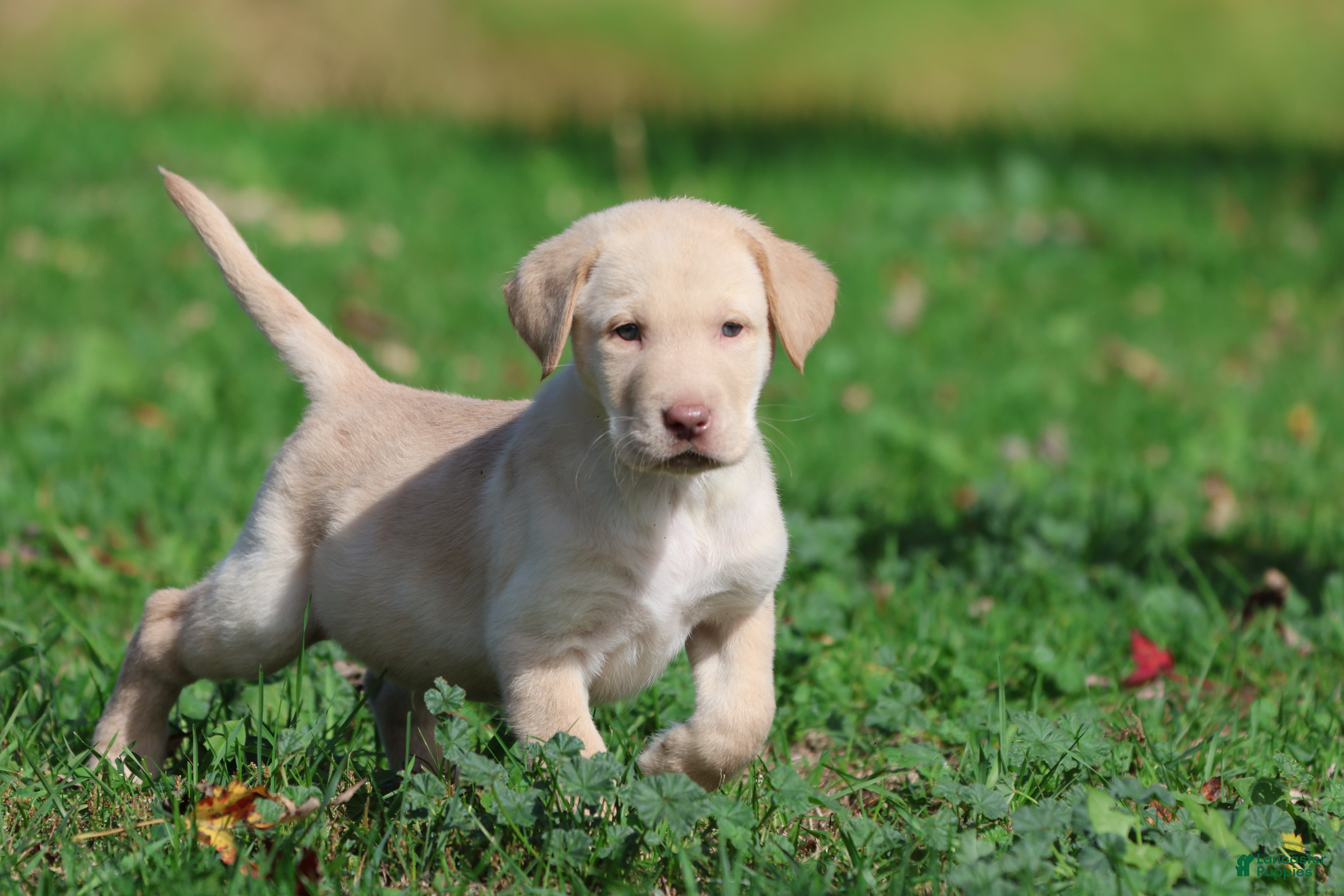 Labrador Retriever dogs Butter - Ad 1