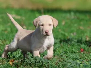 Labrador Retriever dogs Butter - Ad 1