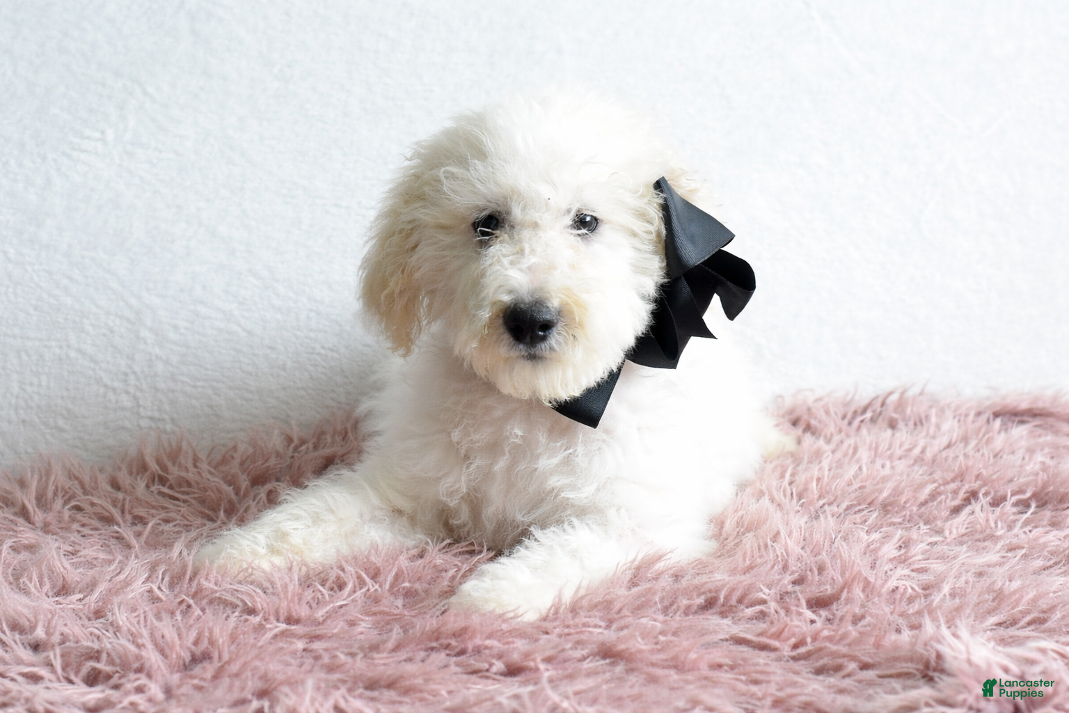 Goldendoodle dogs Goldendoodle Puppy 5 - Ad 1