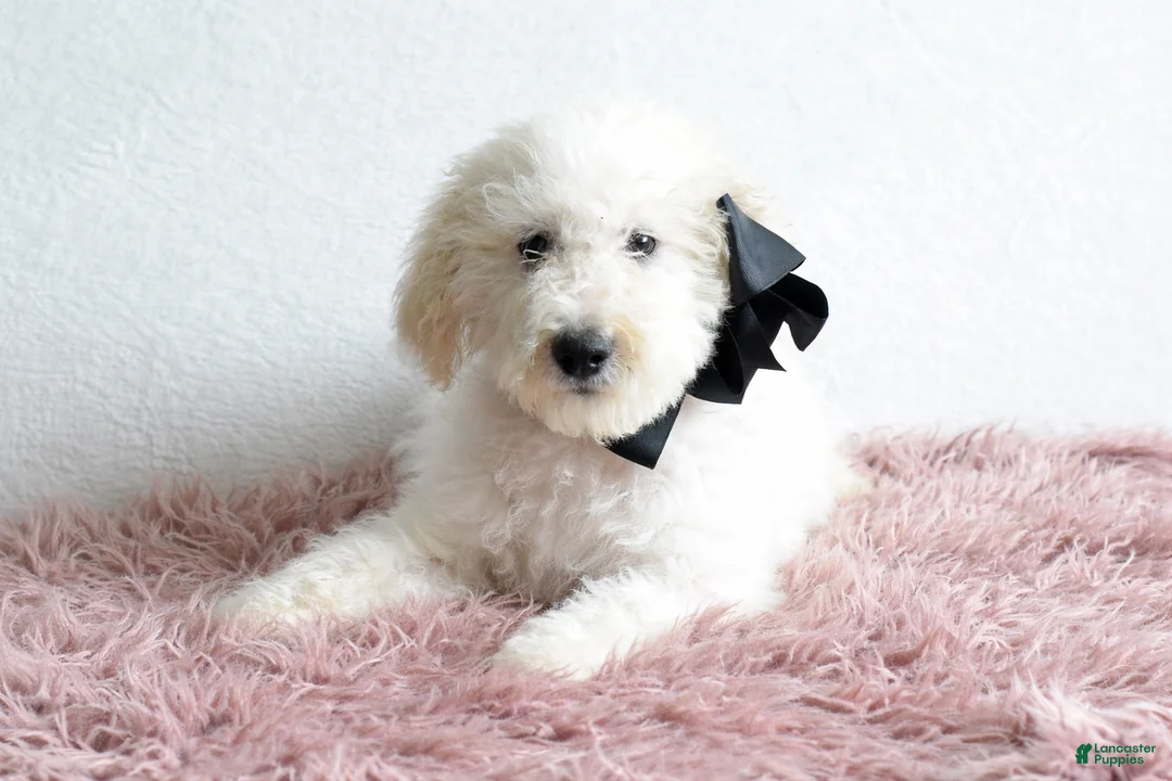 Goldendoodle dogs for sale: Goldendoodle Puppy 5 - Ad 1