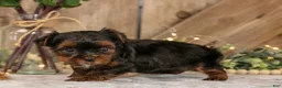 Yorkshire Terrier dogs for sale: Diesel - Ad 3