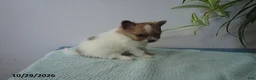 Pomeranian dogs for sale: Lovely - Ad 3