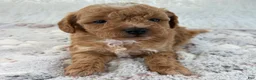 Toy Poodle dogs for sale: Willa - Ad 3
