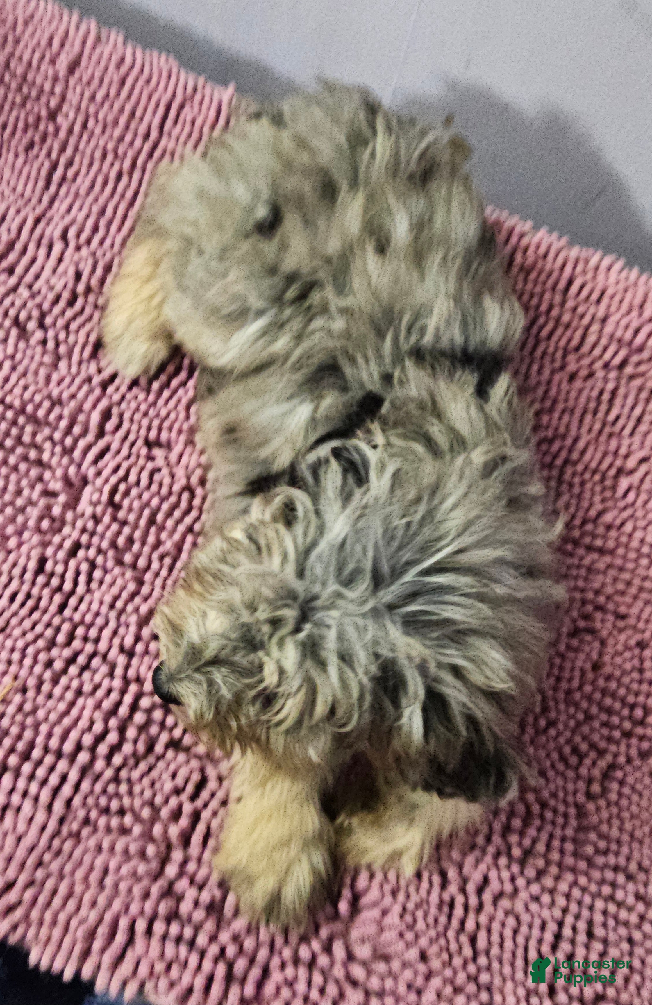 Sheepadoodle dogs Sheepadoodle Puppy 7 - Ad 27