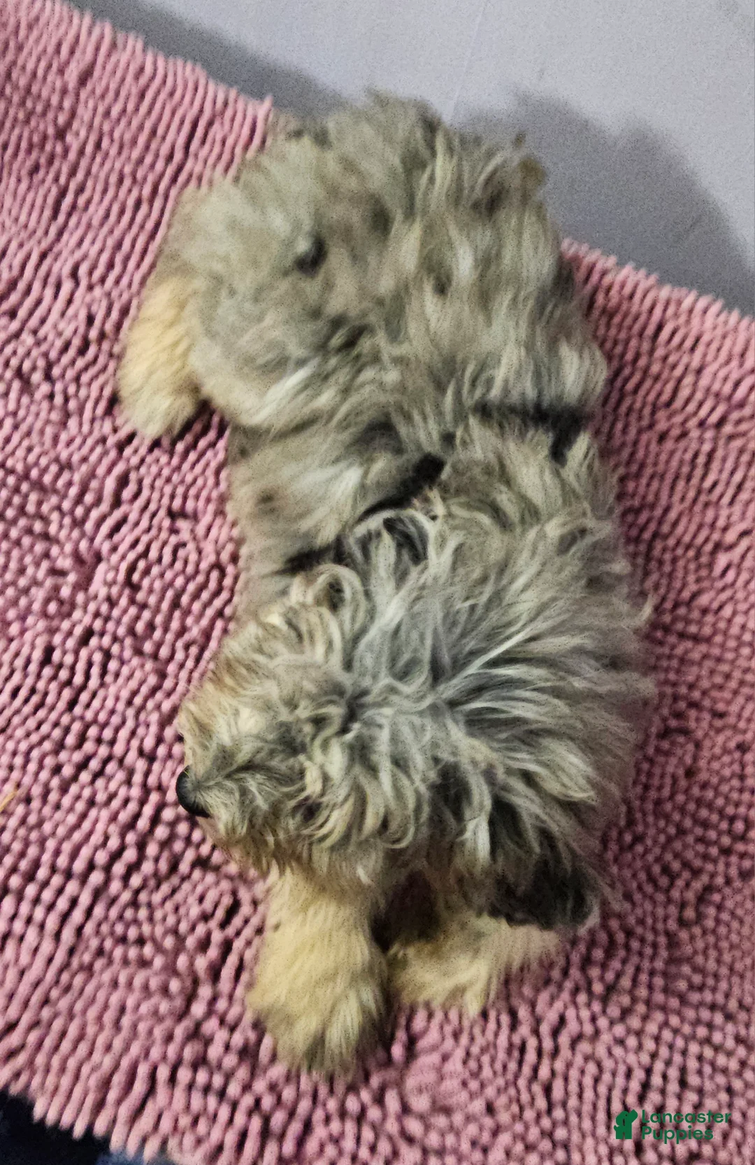 Sheepadoodle dogs for sale: Sheepadoodle Puppy 7 - Ad 1