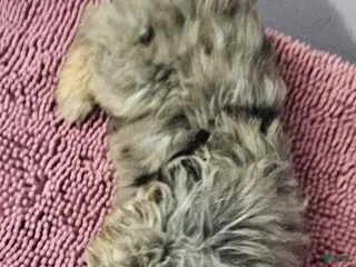 Sheepadoodle dogs Sheepadoodle Puppy 7 - Ad 27