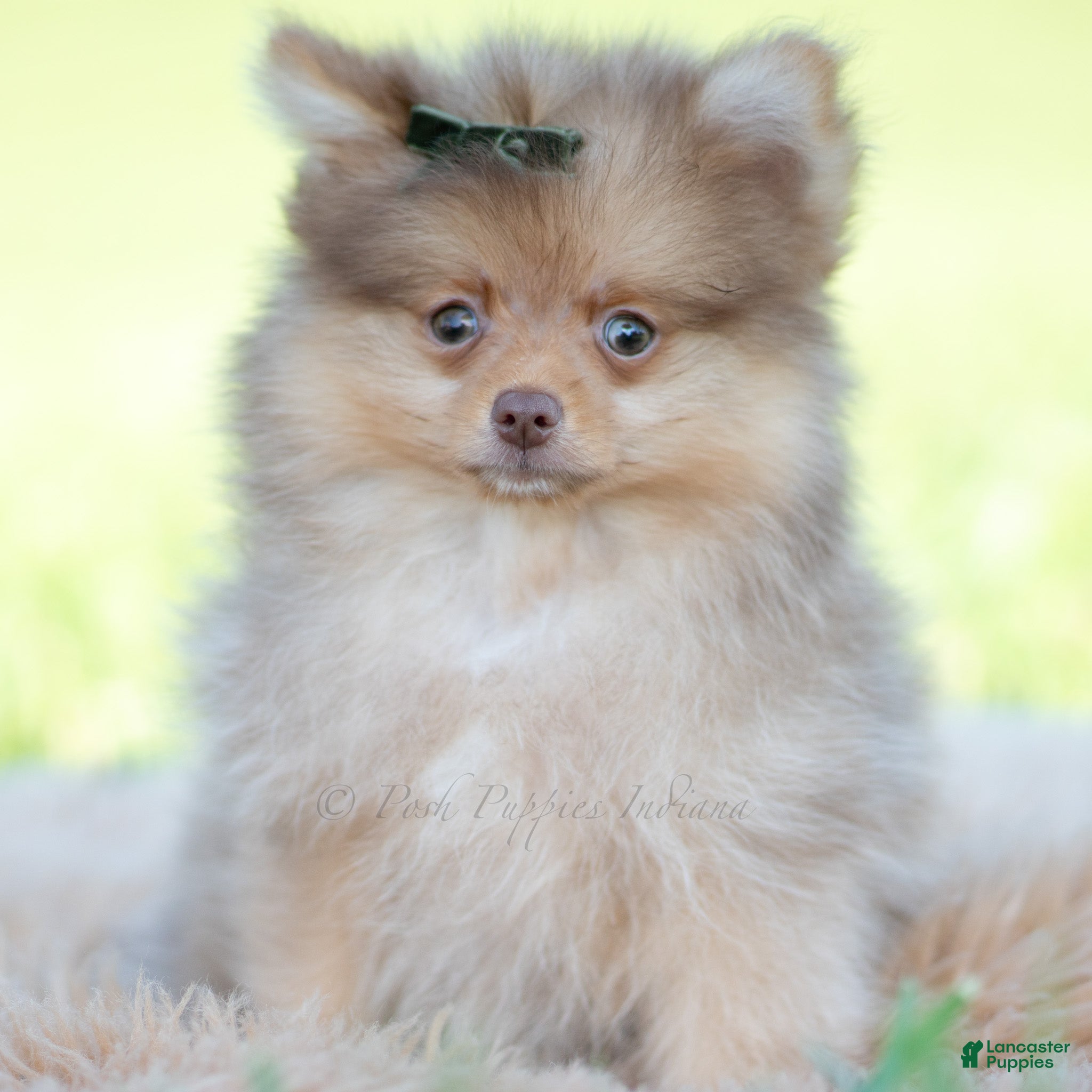 Pomeranian dogs Gio - Ad 10