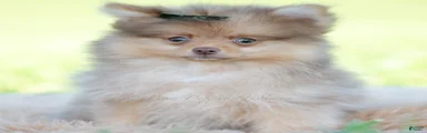 Gio