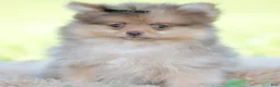 Pomeranian dogs for sale: Gio - Ad 1