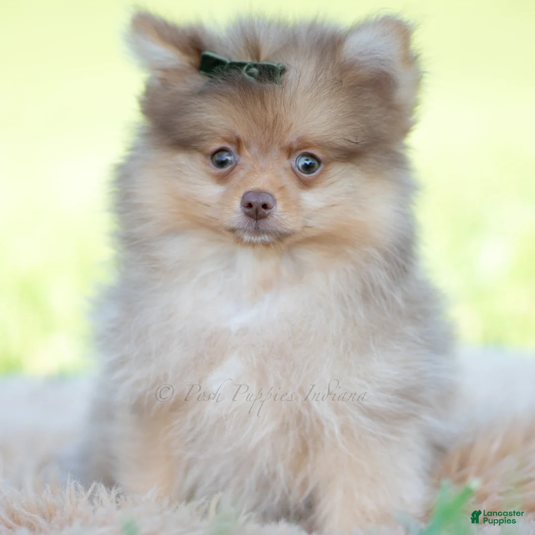 Pomeranian dogs for sale: Gio - Ad 1