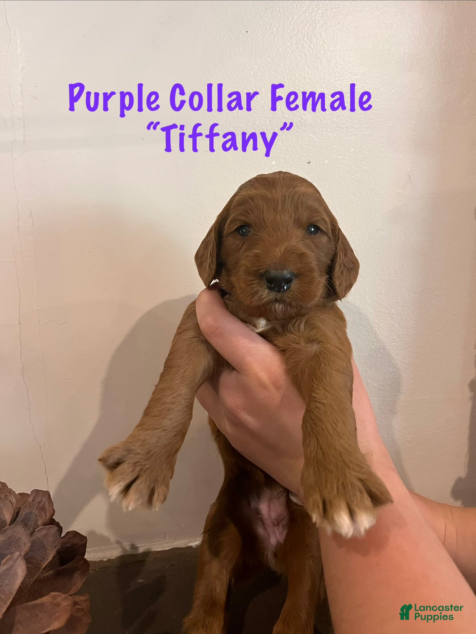 Irish Doodle dogs Dark Purple Collar - “Tiffany” - Ad 2