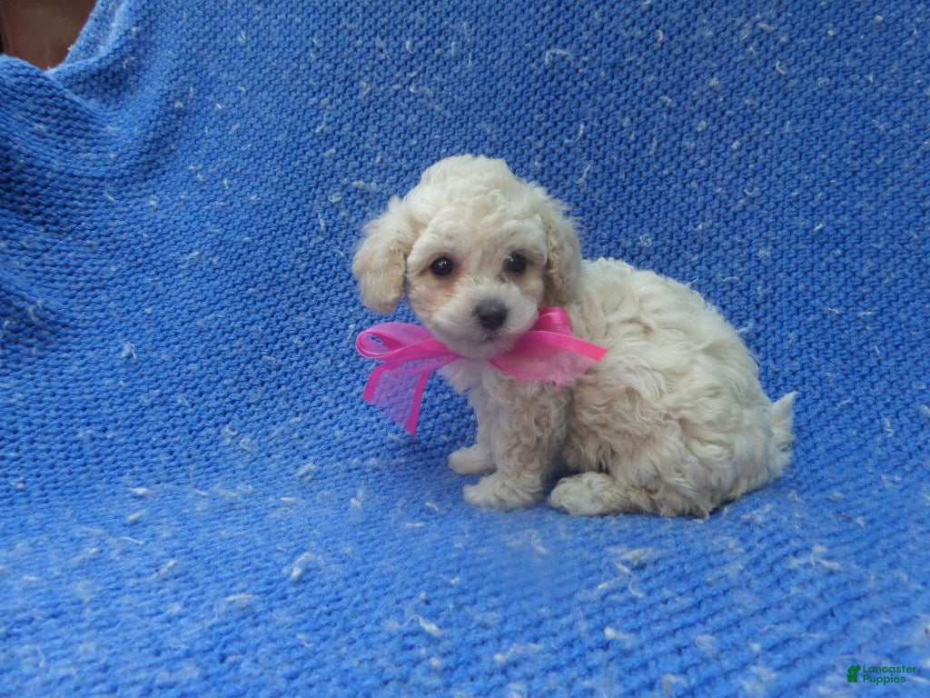 Maltipoo dogs Gabby - Ad 28
