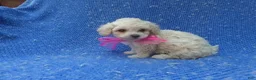 Maltipoo dogs for sale: Gabby - Ad 1