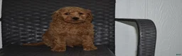 Goldendoodle dogs for sale: Bo - Ad 4