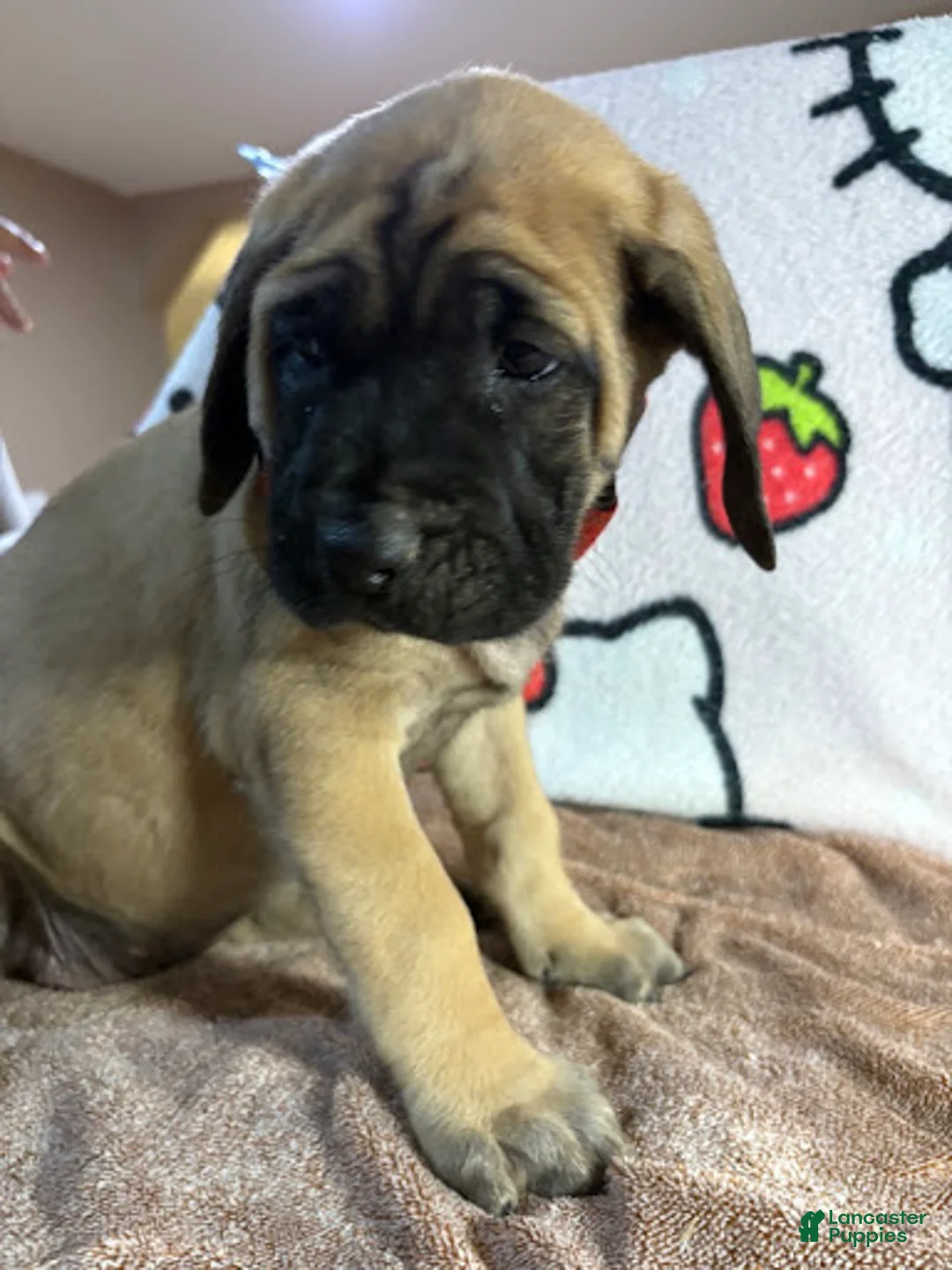 English Mastiff dogs for sale: Mae (Red) - Ad 2