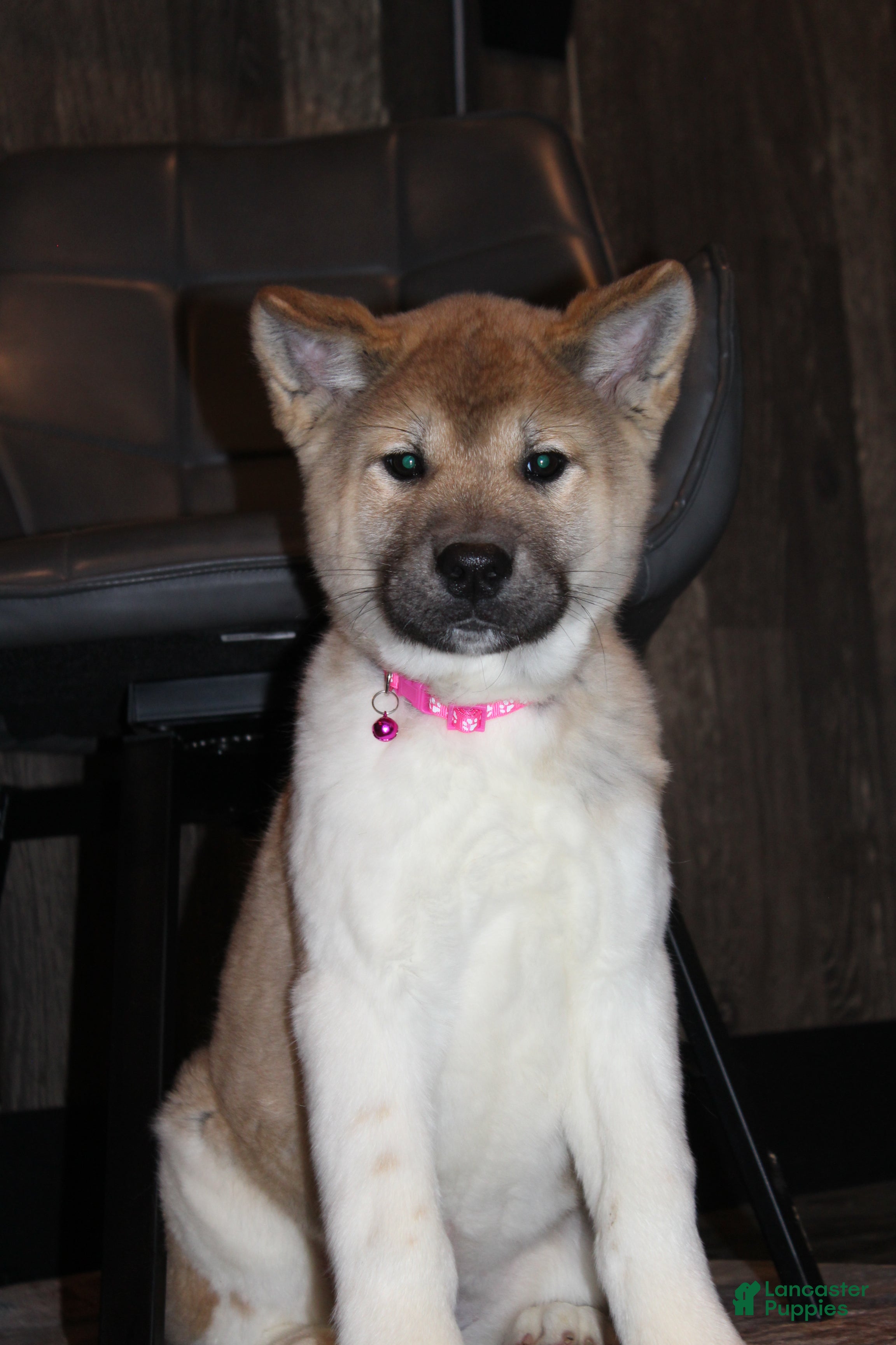 Akita dogs AKC Kuna - Ad 1