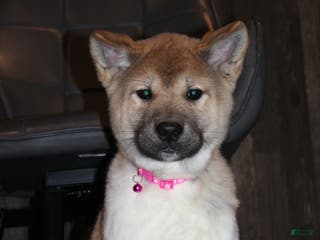 Akita dogs AKC Kuna - Ad 1