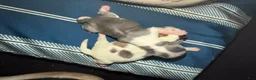 Chihuahua dogs for sale: Chihuahua 1 - Ad 4