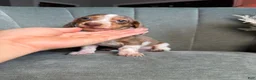 Dachshund dogs for sale: Eeyore - Ad 4