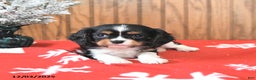 Cavalier King Charles Spaniel dogs for sale: Sparky - Ad 3