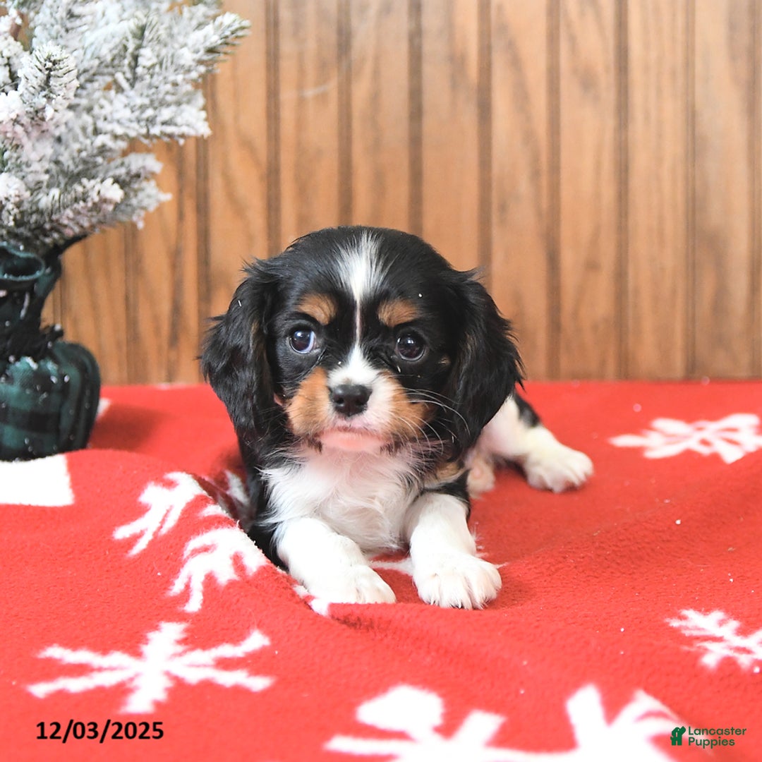 Cavalier King Charles Spaniel dogs for sale: Sparky - Ad 3