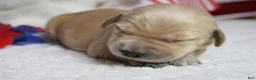 Golden Retriever dogs for sale: Babka - Ad 11