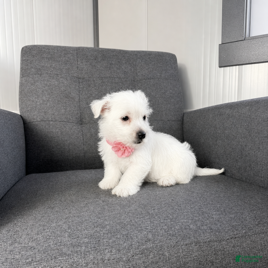 West Highland Terrier dogs Zoey - Ad 2