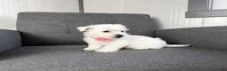 West Highland Terrier dogs for sale: Zoey - Ad 2