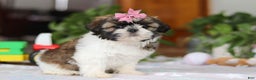 Shih Tzu dogs for sale: Tessa - Ad 5